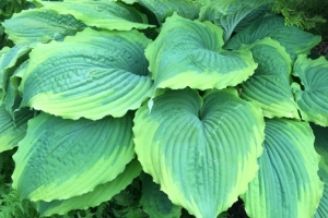 Spartacus, Hosta